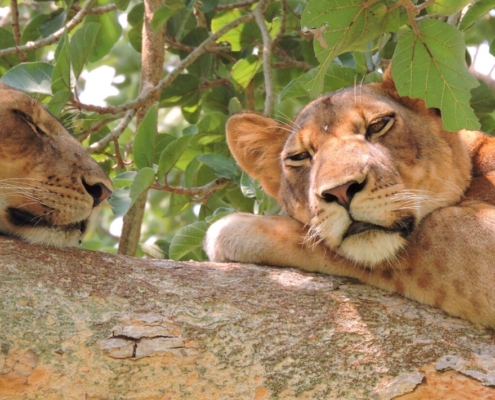 safari-in-afrika-Oeganda-2-slapende-leeuwinnen safari-in-afrika-Oeganda-2-slapende-leeuwinnen