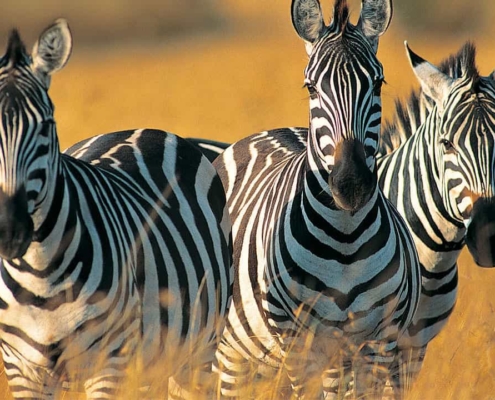 safari-in-afrika-Oeganda-3-zebrapaarden safari-in-afrika-Oeganda-3-zebrapaarden