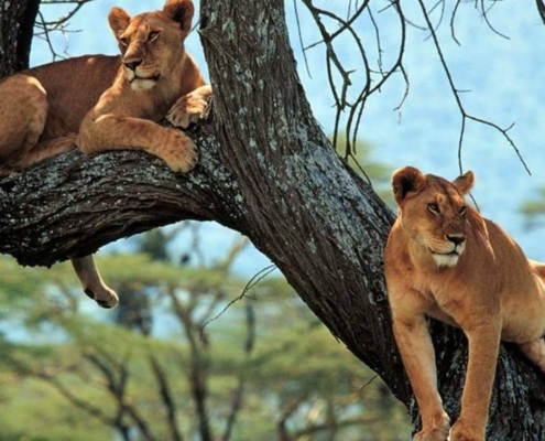 safari-in-afrika-Oeganda-tree-climbing-lions safari-in-afrika-Oeganda-tree-climbing-lions