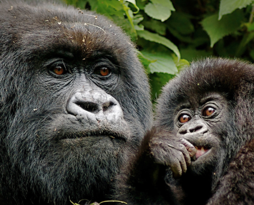 safari-in-afrika-Oeganda_gorilla_02 safari-in-afrika-Oeganda_gorilla_02