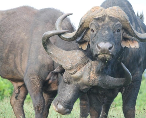 safari-in-kenia_buffelgevecht safari-in-kenia_buffelgevecht