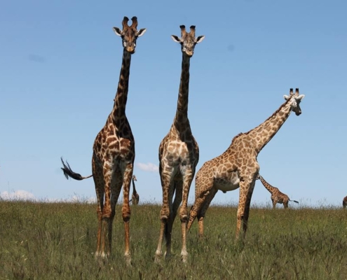 safari-in-kenia_giraffen_01 safari-in-kenia_giraffen_01